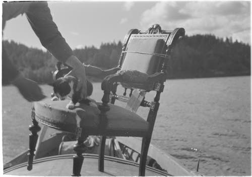 Kissa Tulolan saaressa.