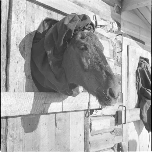 Hevonen t�isaunassa.