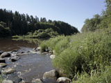 Nautelankosken luontoa